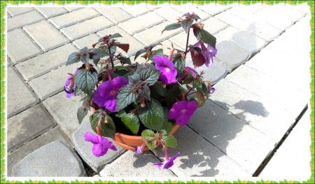 Achimenes Pulcherrima